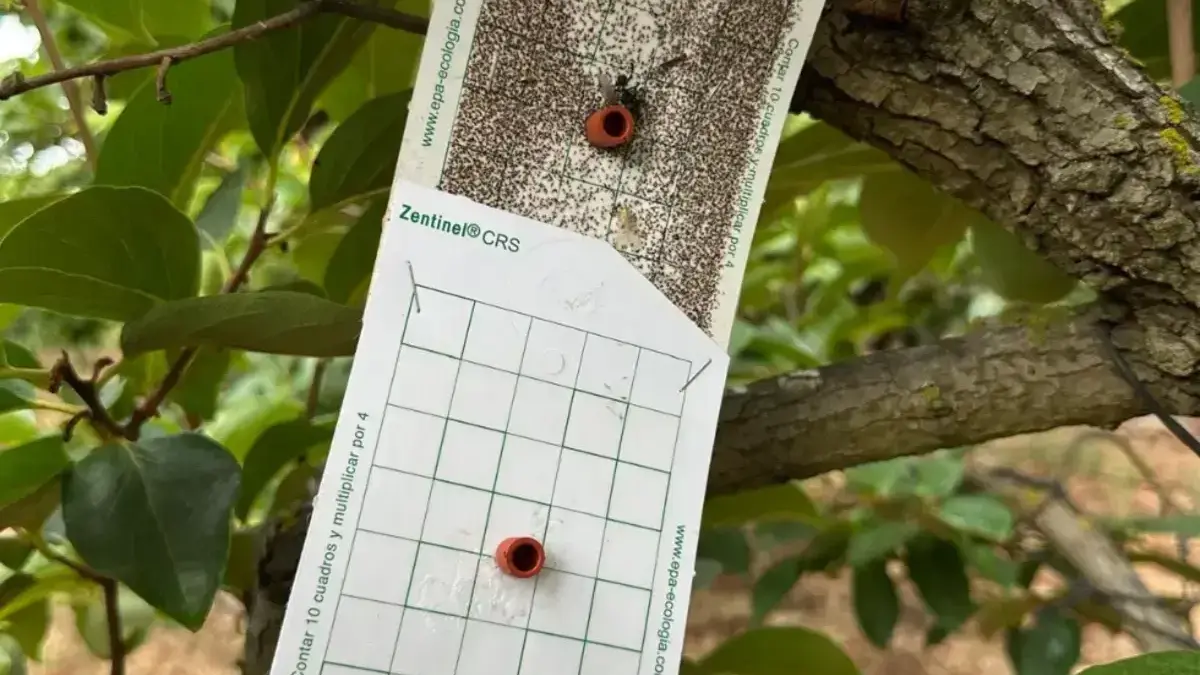 Solució basada en feromones per al control sostenible de plagues del caqui