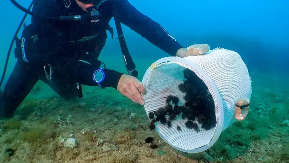 Participants solten erizos de mar al Cap de Sant Antoni per reforçar l’espècie
