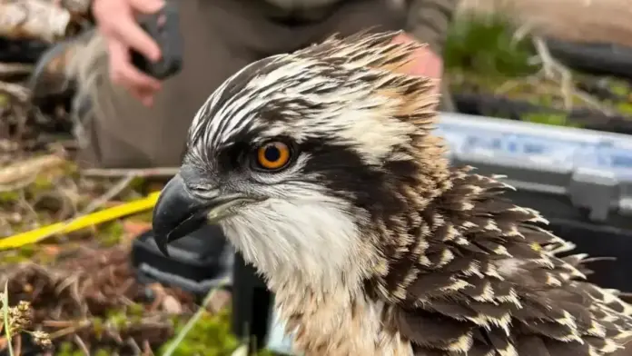 Dotze cries d’àguila pescadora al Marjal de Pego-Oliva, en un programa de reintroducció de la Generalitat.