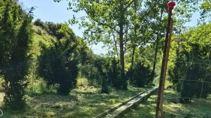 Brigades Red Natura 2000 de la Generalitat treballant en la recuperació de l’hàbitat del teix.