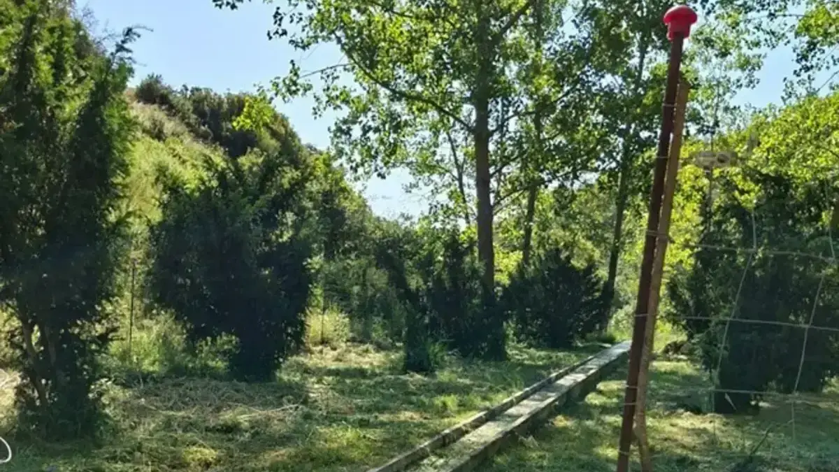 Brigades Red Natura 2000 de la Generalitat treballant en la recuperació de l’hàbitat del teix.
