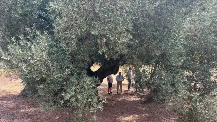 Barrachina al costat d’oliveres mil·lenàries a Castelló, en una escena vinculada al món rural.