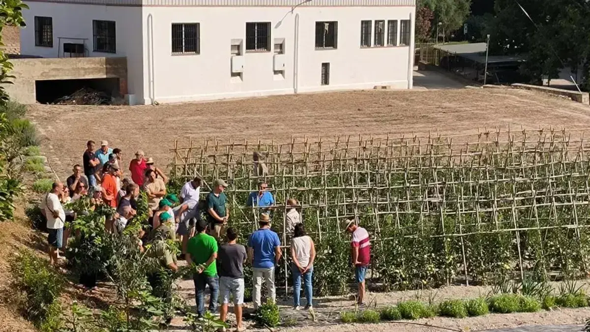 Investigació agrícola amb la UPV sobre millora genètica de varietats tradicionals de tomàquet