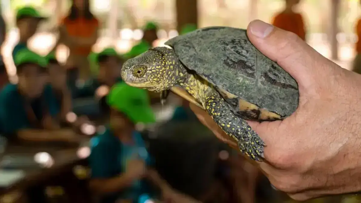 Galápagos europeus reintroduïts a la Marjal dels Moros.