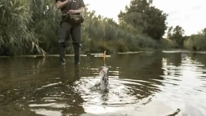 Pantalla o comunicació sobre un tràmit en línia per a llicències de pesca recreativa en aigües interiors de la Comunitat