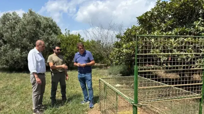 Trampa de control del jabalí a Castelló amb captura registrada