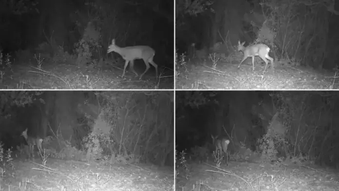 Càmeres de fototrampeig per al seguiment de fauna silvestre en el medi natural.