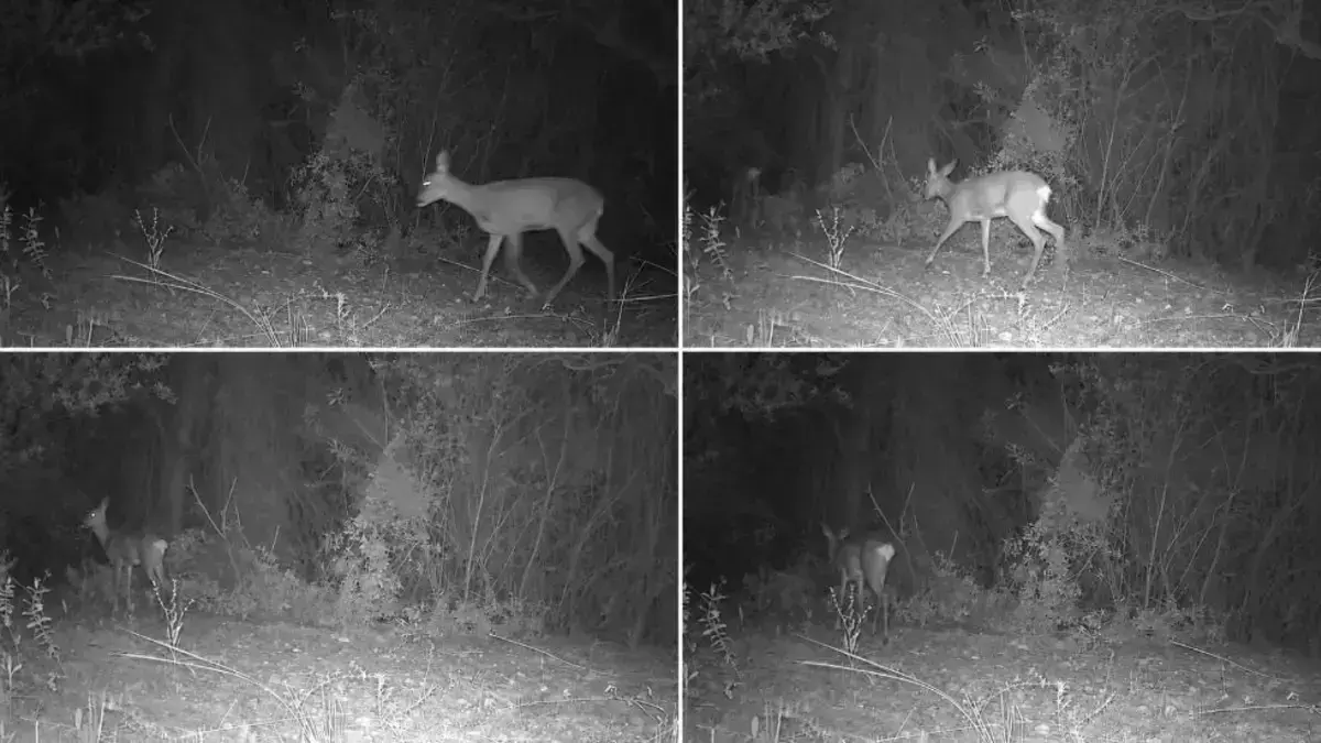 Càmeres de fototrampeig per al seguiment de fauna silvestre en el medi natural.