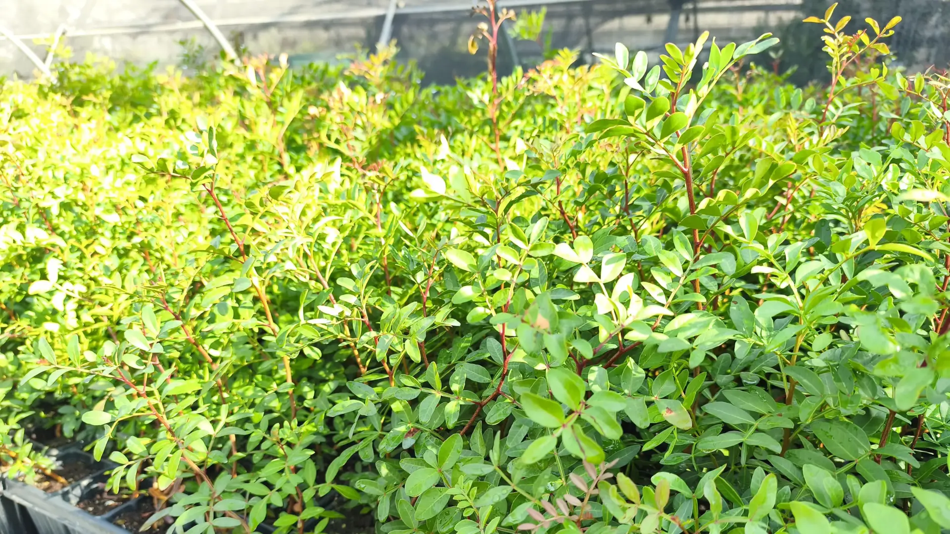 Plantes forestals preparades per a la sol·licitud amb motiu del Dia de l’Arbre, segons la Generalitat