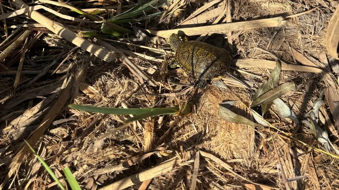 Tortugues alliberades a l’Albufera.